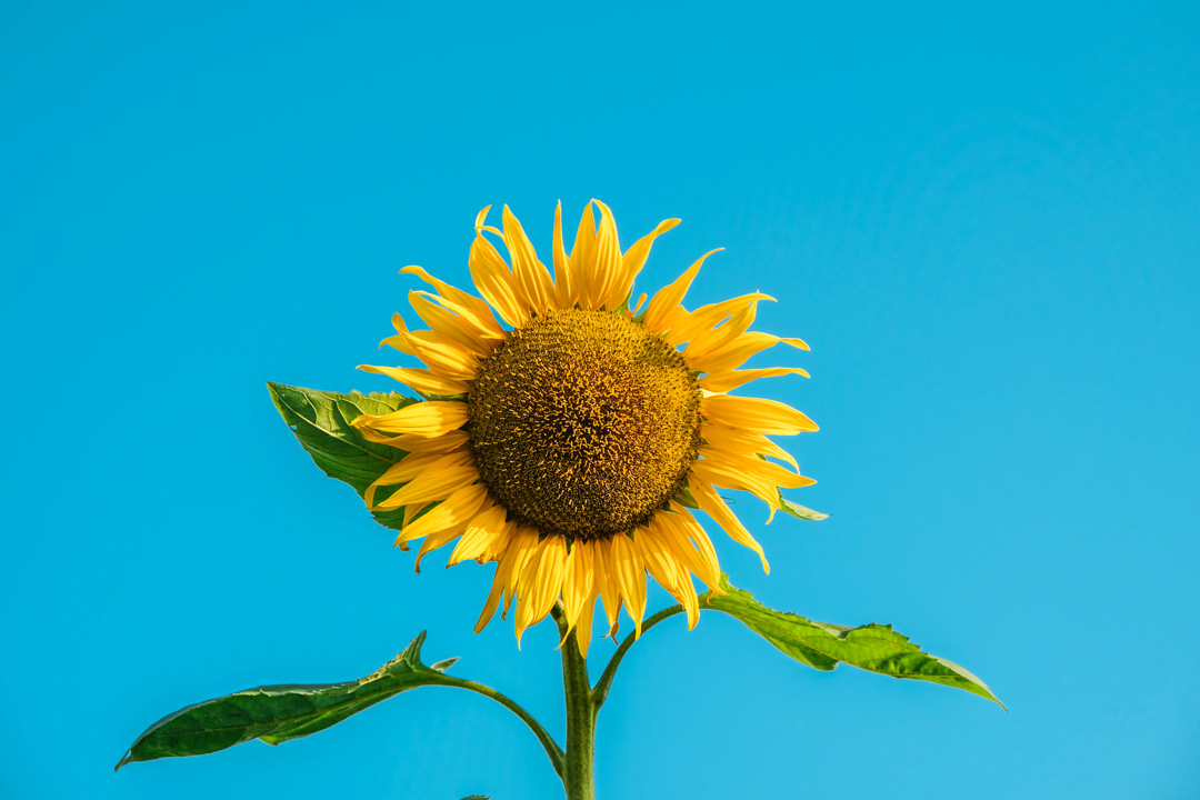 sunflower on bright blue sky